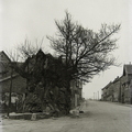 Schimsheim - (Foto von 1950) Gerichtsbaum "Effe" 1000 jährige Ulme (02)