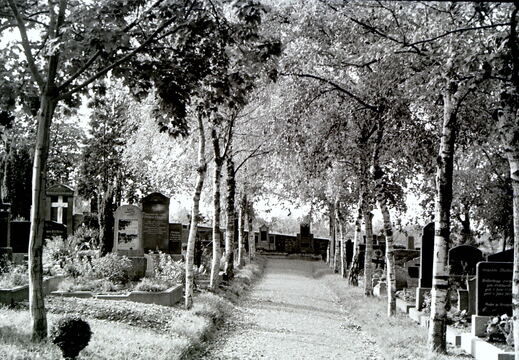 Gemeindefriedhof - (Foto von 195?) Gehweg zu den Gräbern