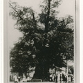 Schimsheim - (Foto von 1935) Gerichtsbaum "Effe" 1000 jährige Ulme