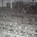 Rassegeflügelzuchtverein - (Foto von 1965) Geflügelausstellung (01)