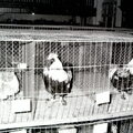 Rassegeflügelzuchtverein - (Foto von 1965) Geflügelausstellung (05)