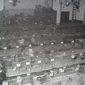 Rassegeflügelzuchtverein - (Foto von 1965) Geflügelausstellung (02)