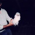 NABU - (Foto von 1989) Beringung von Schleiereulen (5)
