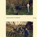 Sauwiese - (Foto von 1993) Versetzen einer Steinkauzbrut (2)