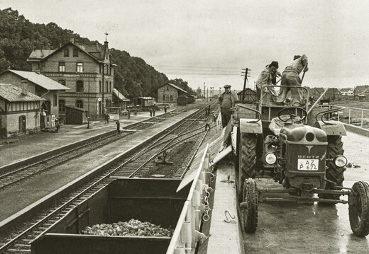 Saulheim - (Foto von 1958) Abladen von Zuckerrüben am Bahnhof (02)