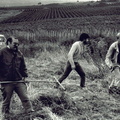 DBV - (Foto von 1988) Pflegeeinsatz Siefersheimer Horn (05)